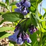 Mertensia virginicaFlor