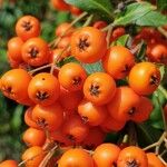 Pyracantha coccinea 果實