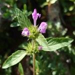 Galeopsis ladanum Fiore