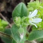 Cerastium semidecandrum पत्ता