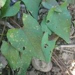 Ipomoea lacunosa Blatt