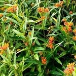 Asclepias curassavicaHabit