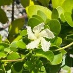 Echites umbellatus Fleur