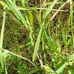 Phalaris paradoxa Leaf