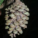 Pinus echinata Fruto