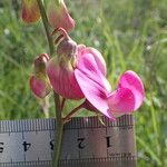 Lathyrus latifolius Flower