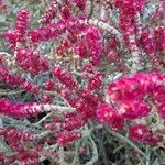 Anabasis articulata Leaf