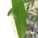 Barleria lupulina Feuille