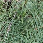Cosmos bipinnatus Likasa