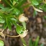 Sagina procumbens Fruto