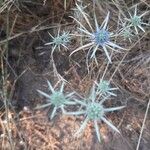 Eryngium creticum Virág