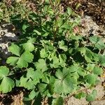 Aquilegia vulgarisLeaf