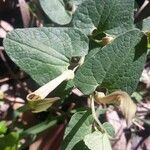 Aristolochia fontanesii Likasa