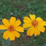 Cymbopogon citratus Flower