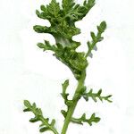 Dysphania multifida Hoja