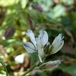 Polygala serpyllifolia Fleur
