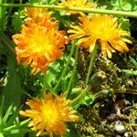 Crepis aurea Кветка