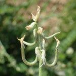 Astragalus hamosus Frukt