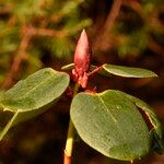 Rhododendron williamsianum Leaf