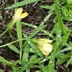 Crepis capillaris Flower