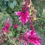 Salvia involucrata Квітка