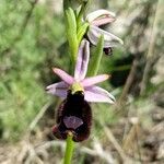 Ophrys bertolonii Flower