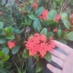 Ixora chinensis Blüte
