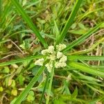 Cyperus luzulae Flower