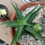 Aloe striatula ᱥᱟᱠᱟᱢ