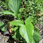 Typhonium roxburghii Leaf