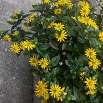 Sanvitalia procumbens Fula