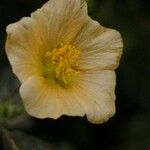 Sida rhombifolia Flor