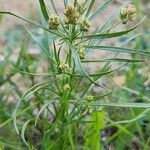 Plantago afra Habit