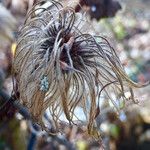 Clematis tangutica Frukt