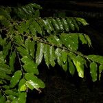 Casearia arborea Leaf