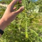 Acacia verticillata Frunză