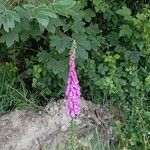 Digitalis thapsiFlower