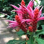Aphelandra sinclairiana Flower