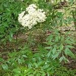 Sambucus nigra 葉