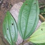 Miconia tschudyoides Blad