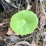 Umbilicus rupestris Leaf