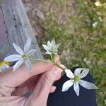 Ornithogalum divergens Blomst