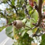 Pyrus cordata Fruto