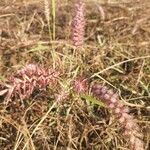 Cenchrus pedicellatus Habitatea