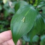 Ruscus hypophyllum Flower