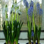Muscari botryoides Leaf