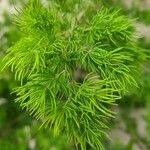 Asparagus tenuifolius Fulla