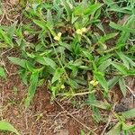 Commelina africana Staniste