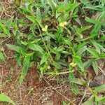 Commelina africana Habit