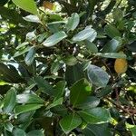 Psidium cattleyanum Лист